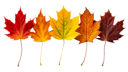 Gradient of colorful autumn leaves