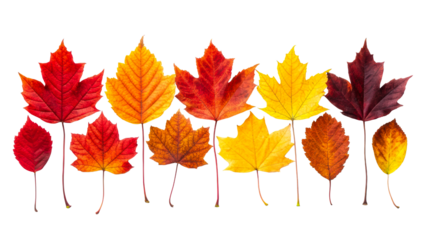 Beautiful autumn leaves of various colors arranged