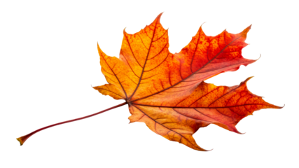 Fall maple leaf showcasing vibrant autumn colors