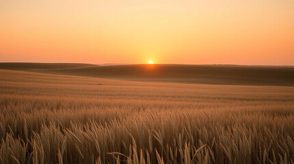 Fototapeta premium Gentle dawn illuminating wheat fields stretching far across the horizon