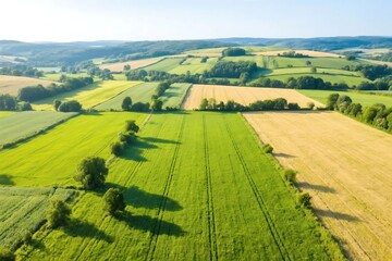 Naklejka premium Bird's eyes aerial view photo from flying drone of fields before harvest at summer in the countryside