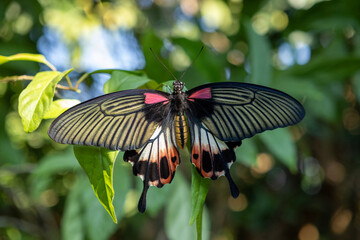 A stunning close-up shot of a Great Mormon butterfly (Papilio memnon) resting on a vibrant green leaf. The butterfly's wings are fully spread, showcasing its intricate patterns and striking black, red