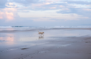 Golden dog joyfully runs across the wet sandy stretch of Seminyak Beach in Bali during the early morning light, reflecting soft pastel skies and capturing the peaceful charm of a tropical shoreline.