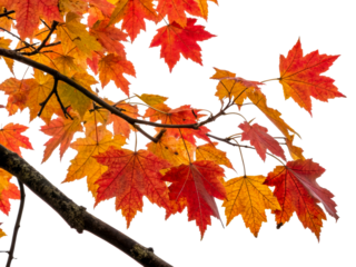 Bright autumn leaves on a tree branch in fall
