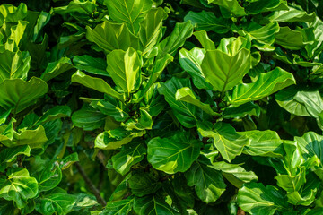 Green foliage suitable for wallpaper and background image