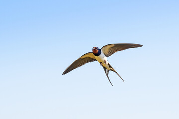 Barn swallow in flight, light blue sky on a background