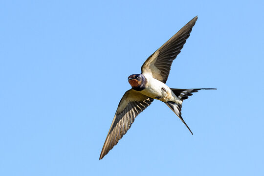Barn swallow