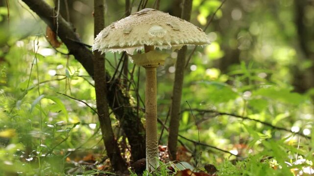 Close up video of a large edible parasol mushroom (Macrolepiota procera) with movable ring, snakeskin pattern stem, scaly cap, and partially opened cap growing in a natural woodland environment.