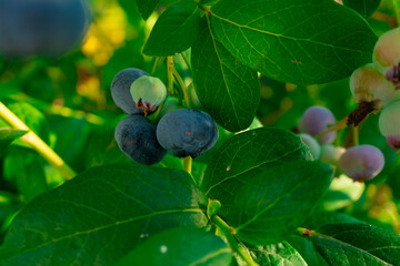 Ripe blueberries (bilberry) on a blueberry bush on a nature background. High quality photo