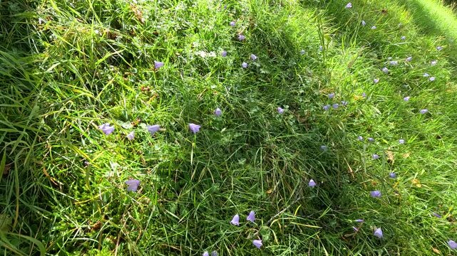 Harebell Wildflowers Swaying in Sunny Botanical Garden Meadow