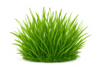Lush green grass growing on a transparent background, perfect for adding a touch of nature to any design project