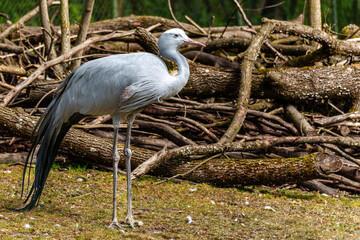 The Blue Crane, Grus paradisea, is an endangered bird