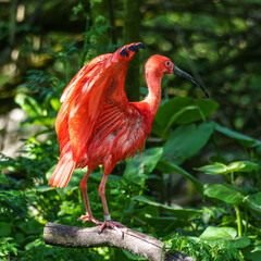 Naklejka premium The Scarlet ibis, Eudocimus ruber is a species of ibis in the bird family Threskiornithidae.