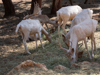 The cute deer on the farm
