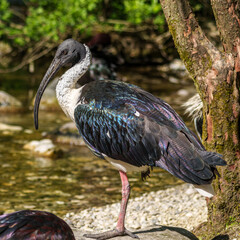 Naklejka premium The Straw-necked Ibis, Threskiornis spinicollis is a bird of the ibis family