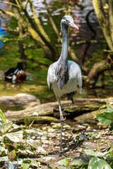 Demoiselle Crane, Anthropoides virgo are living in the bright green meadow during the day time