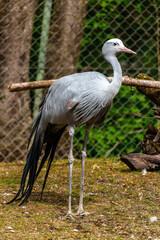 Fototapeta premium The Blue Crane, Grus paradisea, is an endangered bird
