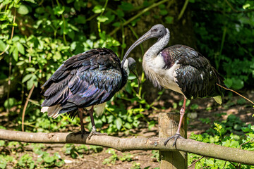 The Straw-necked Ibis, Threskiornis spinicollis is a bird of the ibis family