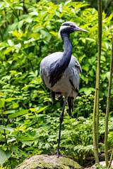 Fototapeta premium Demoiselle Crane, Anthropoides virgo are living in the bright green meadow during the day time