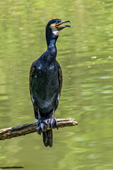 The great cormorant, Phalacrocorax carbo sitting on a branch
