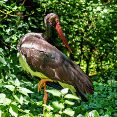 Black stork, Ciconia nigra in a german nature park