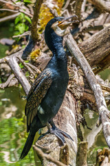 Fototapeta premium The great cormorant, Phalacrocorax carbo sitting on a branch