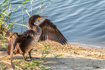 Great cormorant, Phalacrocorax carbo, sits on stone and dries its wings on the wind.