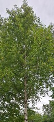 The birch is white, with a lush green crown, the birch leaves have begun to turn yellow, and autumn is approaching