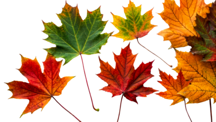 Colorful maple leaves on transparent background