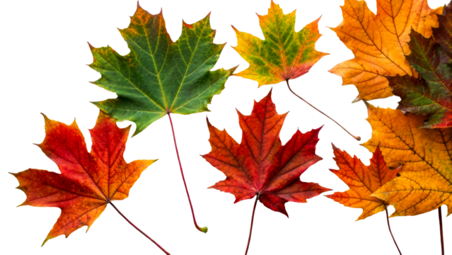 Colorful maple leaves on transparent background