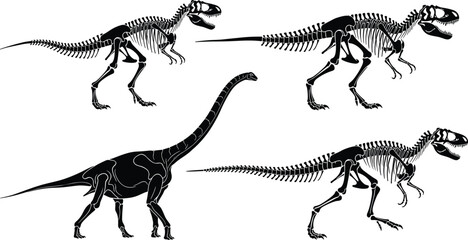 Dinosaur skeletons, theropod bones, sauropod skeleton, prehistoric creatures, fossil illustration, paleontology, extinct species, bipedal dinosaur, quadrupedal dinosaur, anatomy, science, museum