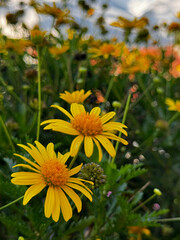 Yellow daisies in bloom with soft bokeh background, symbolizing joy and freshness.