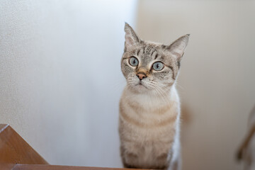 階段で見つめる可愛い猫　シャムトラ猫	