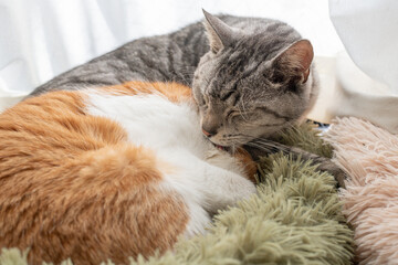窓辺で毛繕いをする可愛い二匹の猫	