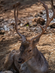 The cute deer on the farm