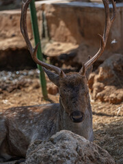 The cute deer on the farm