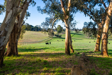 gum trees on a farm with cattle grazing in the background