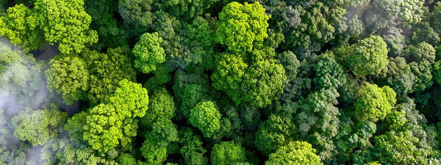 Naklejka premium Lush Green Canopy of Dense Forest with Diverse Tree Species Seen from Aerial Perspective