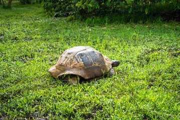 Galapagos giant tortoise walking on the grass of Santa Cruz island, Ecuador