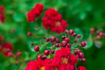 Bright red parts of the flowers in the form of blossoming buds, blurred already opened flowers of...
