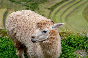 Llamas roaming among ancient Inca ruins at Pisac, Peru © daboost