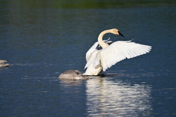 Fototapeta premium Swan Enjoying the Water
