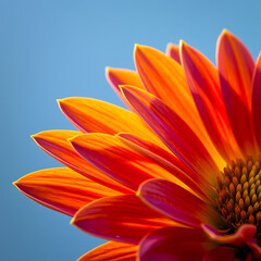 Fototapeta premium Close up shot of a vibrant orange flower with a blue sky background in a sunny outdoor setting