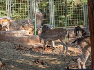 The cute deer on the farm