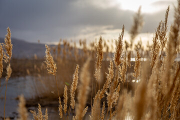 Fototapeta premium Golden reeds at Utah Lake swaying in soft afternoon sunlight