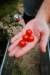 Picking cherry tomatoes, green peppers and cucumbers in garden