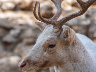 Fototapeta premium The cute deer on the farm