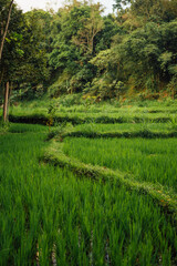 Winding Path Through Rice Paddies in Tetebatu, Lombok
