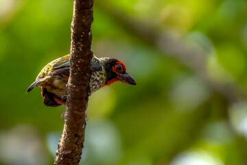 Coppersmith barbet drilling a hole into a tree