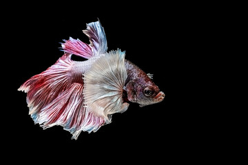 Portrait of the Betta fish on the black background
